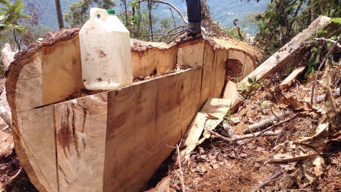 Một th&acirc;n c&acirc;y pơ mu đang bị cưa sẻ trong khu bảo tồ