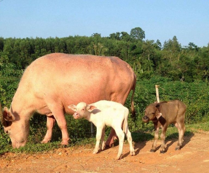 14689729_2353757988098244_686463295_o