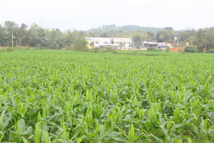 Những c&aacute;nh đồng ng&ocirc; xanh mướt đ&atilde; mọc l&ecirc;n từ những 