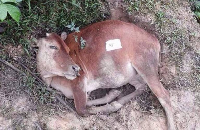 H&agrave; Tĩnh đ&agrave;n b&ograve; của d&acirc;n chết bất thường 1