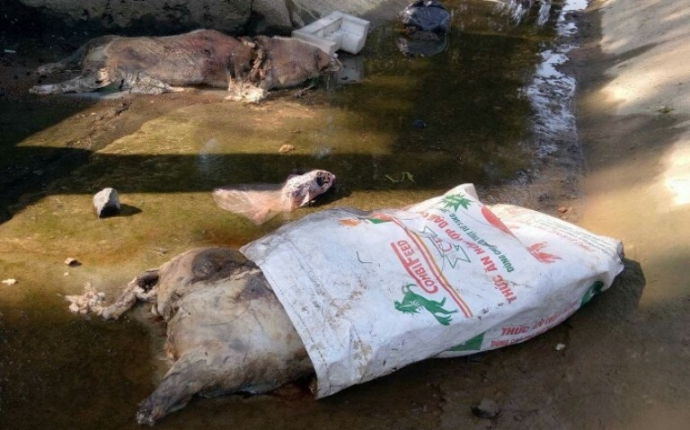 H&agrave; tĩnh đ&agrave;n b&ograve; của d&acirc;n chết bất thường 2