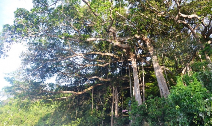 chiem-nguong-cay-da-1000-nam-tren-dinh-son-tra (5)