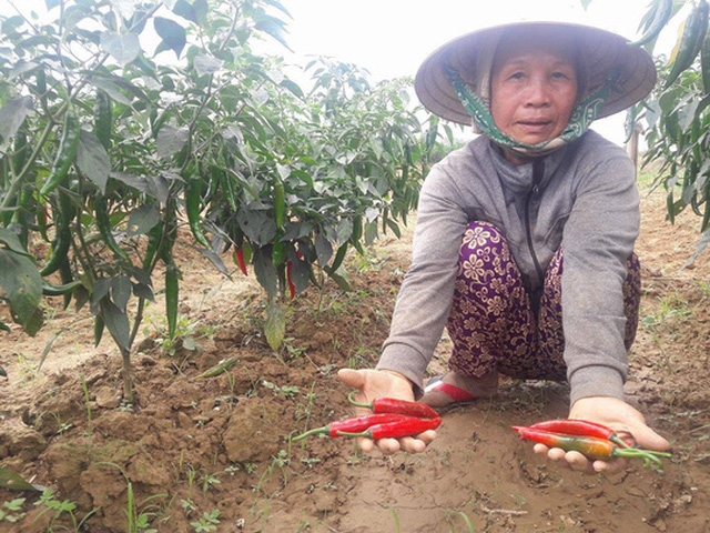 cat-xay-dung-tang-gia-gia-vang-tang-manh-ot-re-nhu