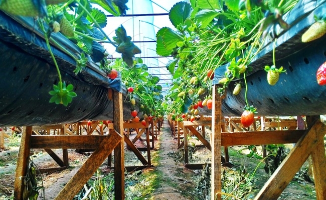 tham_quan_vuon_dau_dalat_1(1)