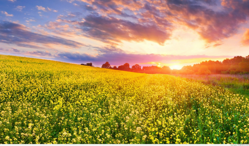 hoa-cải-mộc-ch&acirc;u