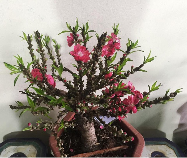 daotienvua5-15175045576721667016116