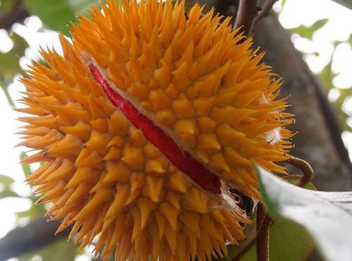 Sầu ri&ecirc;ng ruột đỏ