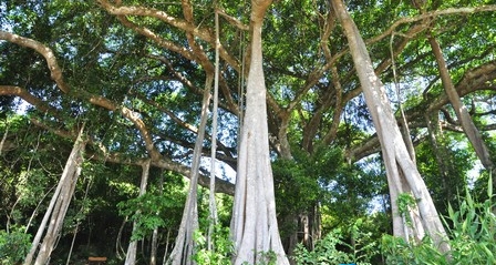 kinh-nghiem-du-lich-ban-dao-son-tra-khamphadisan-3