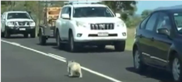 Kh&ocirc;ng ai bảo ai, c&aacute;c xe  tr&ecirc;n cao tốc dừng hẳn cho