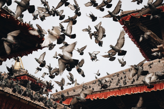 Đàn chim bồ câu tung cánh từ đền Indrapur