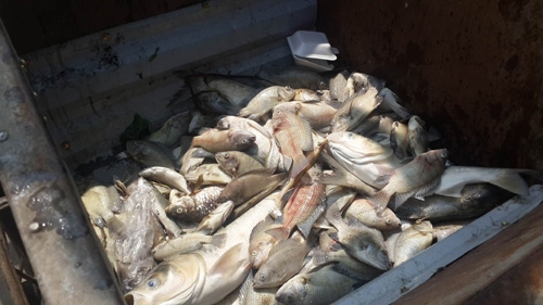 c&aacute; chết hồ t&acirc;y