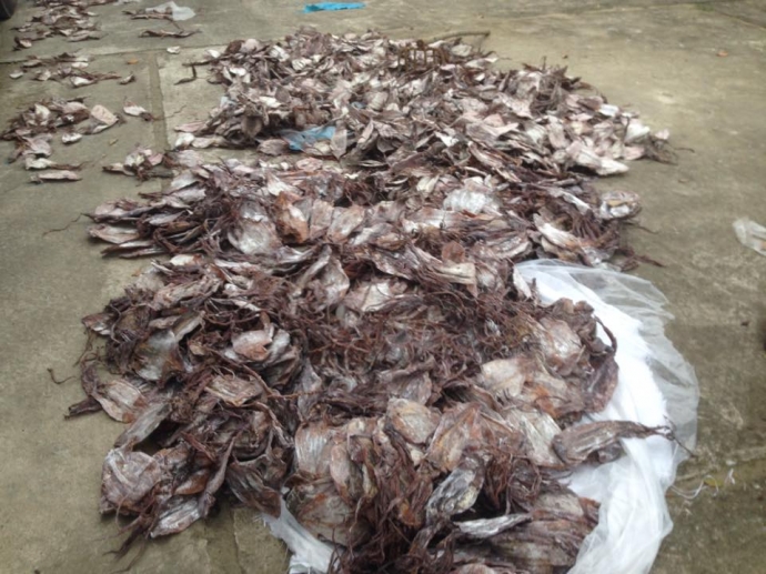 Hơn- 20 -tấn- mực- bốc- m&ugrave;i- lọt- qua- nhiều- tỉnh