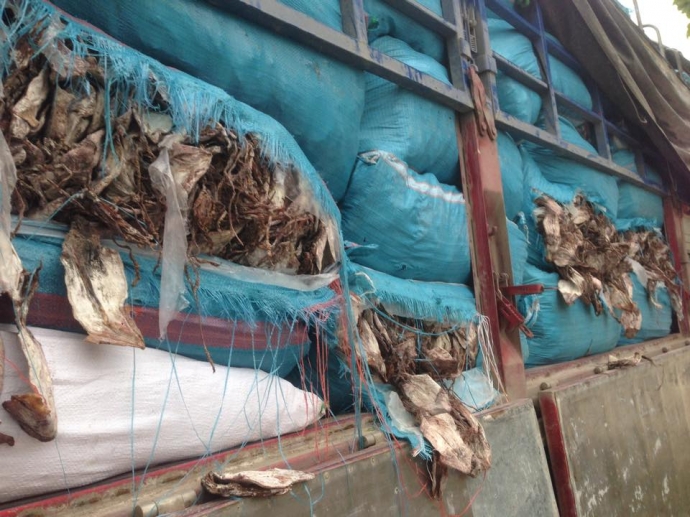 Hơn- 20 -tấn- mực- bốc- m&ugrave;i- lọt- qua- nhiều- tỉnh