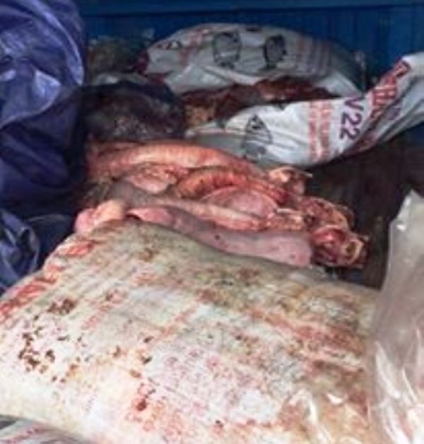 Bắt- giữ- 340kg- nội- tạng- động- vật- bốc- m&ugrave;i- t