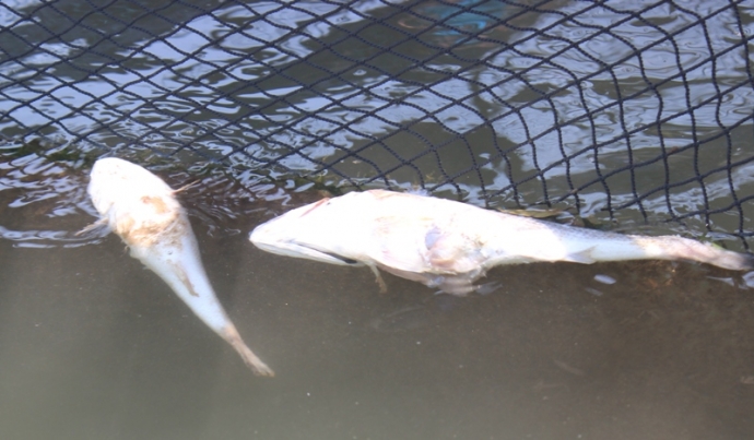 Lại- xuất- hiện- c&aacute;- chết- ở- cửa- s&ocirc;ng- ra- biển.