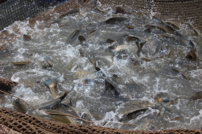 Lại- xuất- hiện- c&aacute;- chết- ở- cửa- s&ocirc;ng- ra- biển.