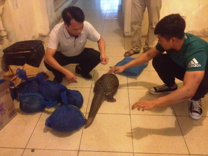 Bắt- giữ- vụ- vận- chuyển- 7- c&aacute; -thể -t&ecirc; -t&ecirc;- tr&ecirc;