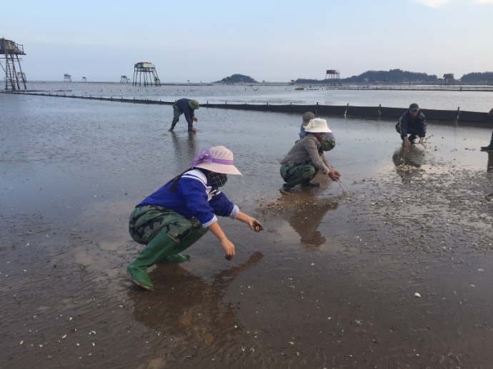 Nguy&ecirc;n- nh&acirc;n- n&agrave;o- dẫn- đến- ngao- chết- h&agrave;ng- loạ