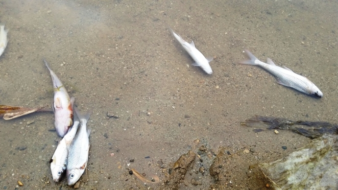 1. C&aacute; chết tr&ecirc;n s&ocirc;ng &Acirc;m, Ngọc Lặc, Thanh H&oacute;a