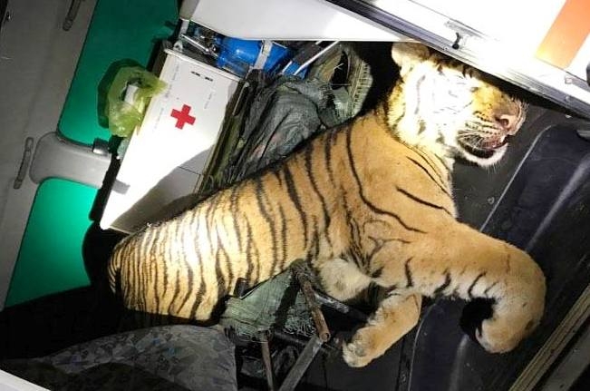 Vận- chuyển -hổ- bằng-xe- cứu- thương (1)