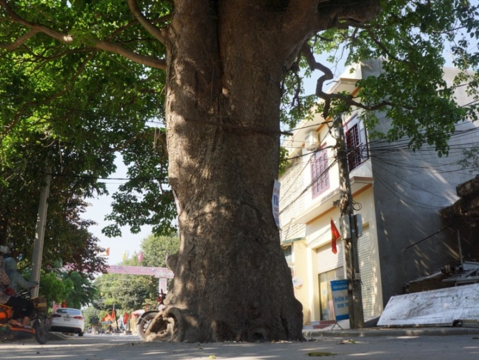 Kỳ -lạ- 2 -cây- cổ- thụ- án- ngữ- giữa- ngã- tư- đ