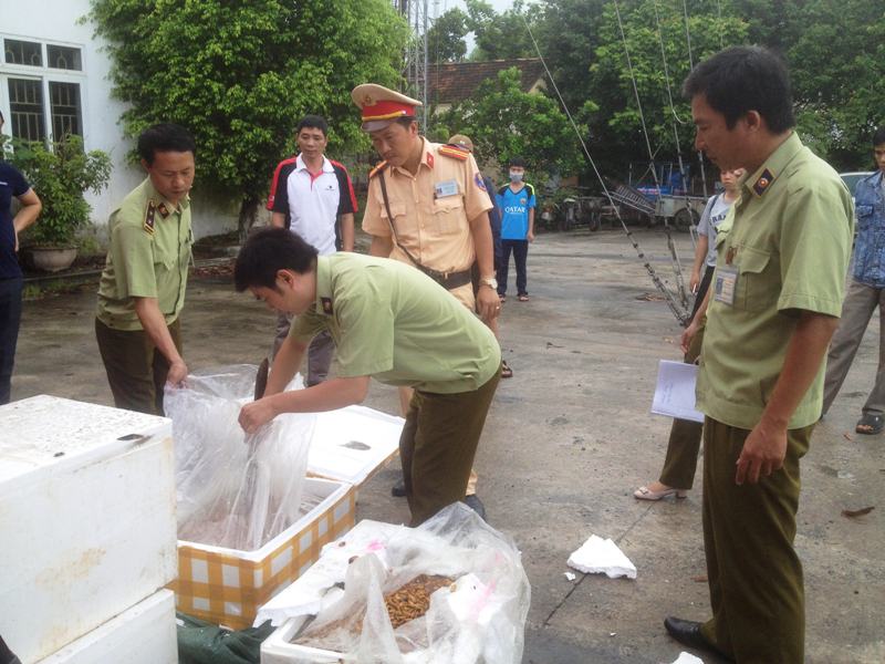 Gần- 7- tạ -nhộng- tằm -h&ocirc;i -thối -chuẩn- bị -l&ecirc;n 