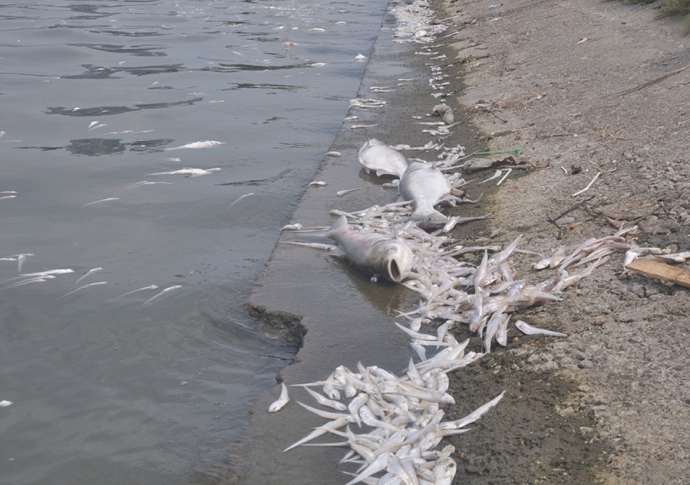 4 C&aacute; bị s&oacute;ng đ&aacute;nh bặt l&ecirc;n bờ.