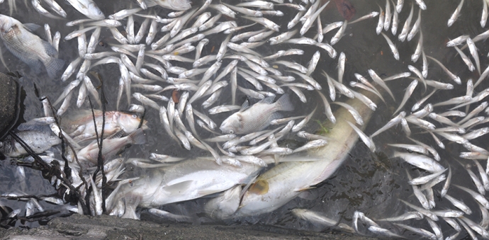 5 Giống c&aacute;c tr&ecirc; lai l&agrave; giống c&aacute; ăn tạp, to v&agrave; khỏe