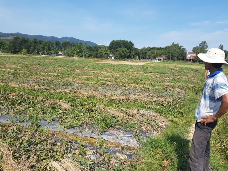 giai-cuu-dua-hau-mien-trung