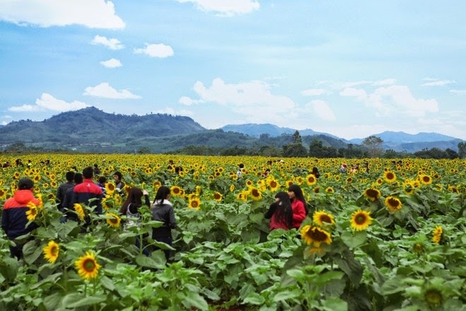 Hinh anh hoa huong duong nghia dan nghe an (4)