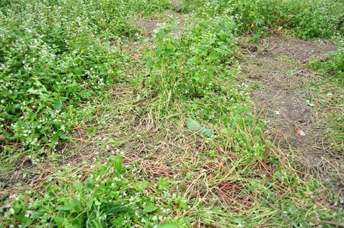 dam-nat-hoa-tam-giac-mach-bao-dan-viet-1448959864