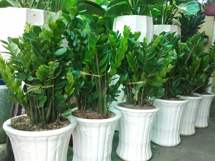 C&acirc;y kim tiền