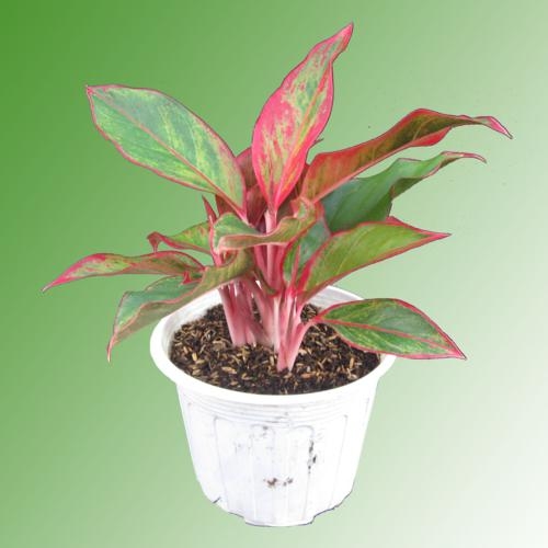 C&acirc;y Ph&uacute; Qu&yacute;