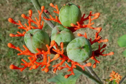 c&acirc;y ng&ocirc; đồng