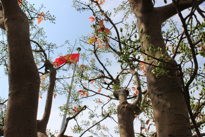 ngam-cay-mai-co-thu-gia-2-ty-tai-cho-hoa-tet-da-na