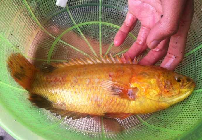 chuyen-la-ca-ro-vang-duoc-tra-gia-10-trieu-tai-da-