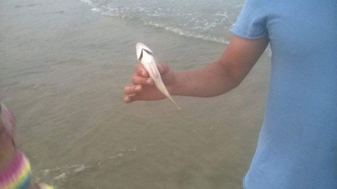 nong-bien-da-nang-da-xuat-hien-ca-chet2