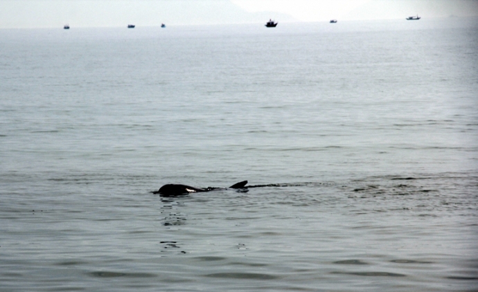 ung-cuu-ca-heo-nang-gan-200-kg-troi-dat-vao-bien-d