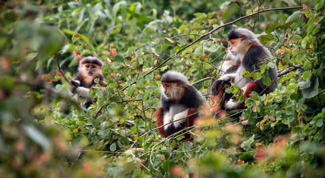 Voọc Sơn Tr&agrave;