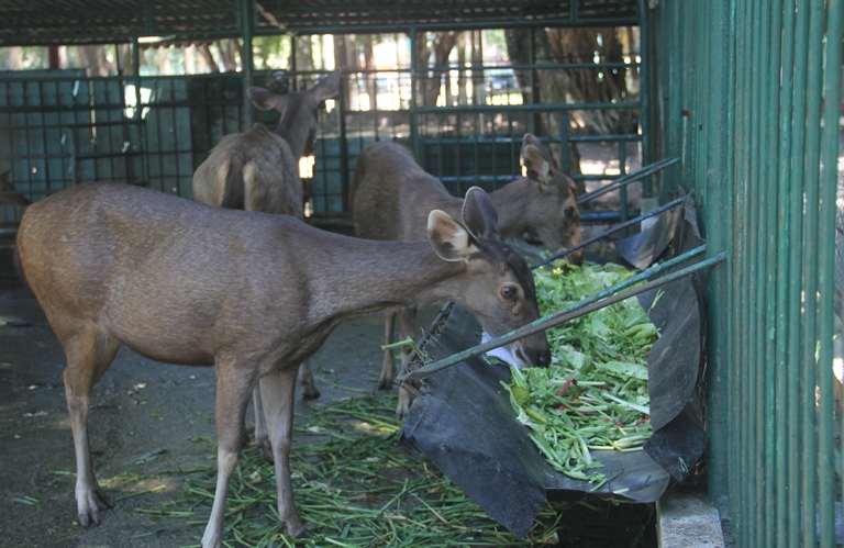 vườn th&uacute; (2)