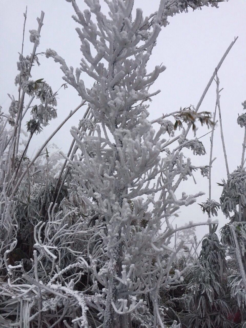 25579122_530471020661824_2032265667_o