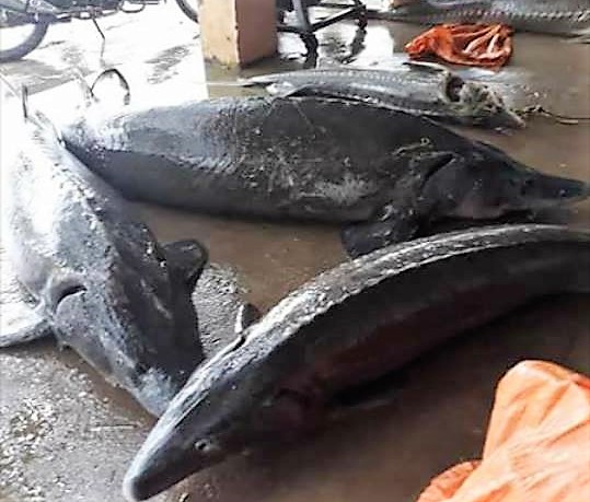 36030322_356230344900938_1730222378283171840_n