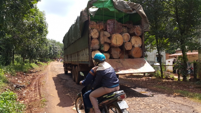cướp gỗ Gia LAi