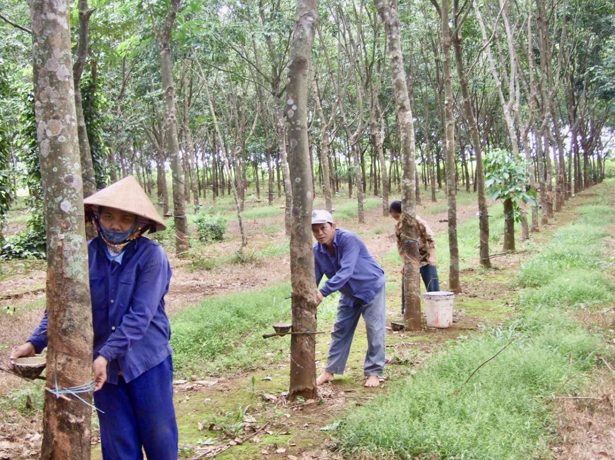 Vĩnh Linh sẽ l&agrave; trung t&acirc;m kinh tế khu vực ph&iacute;a Bắc tỉnh Quảng Trị