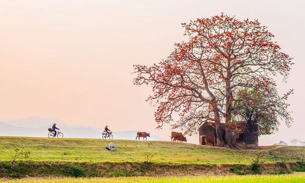 Bắc Giang: C&acirc;y gạo x&atilde; L&atilde;ng Sơn được vinh danh C&acirc;y di sản Việt Nam