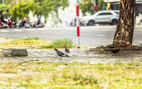 tieng chim trong thanh pho