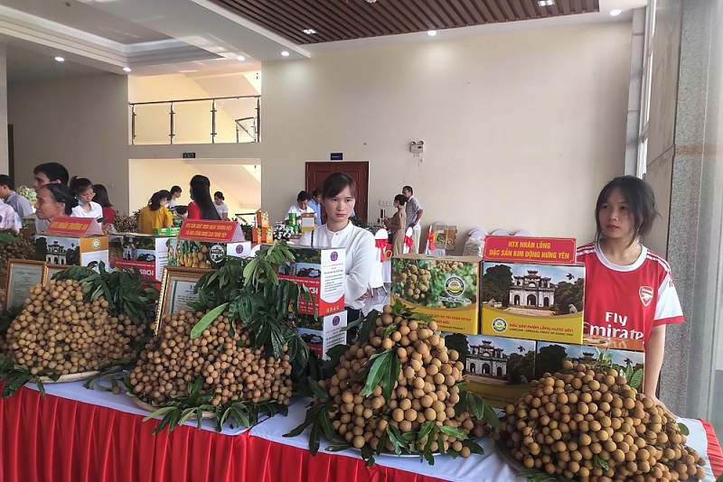Hưng Yên: Nỗ lực đưa nhãn lồng vươn ra thị trường quốc tế hung yen no luc dua nhan long vuon ra thi truong quoc te