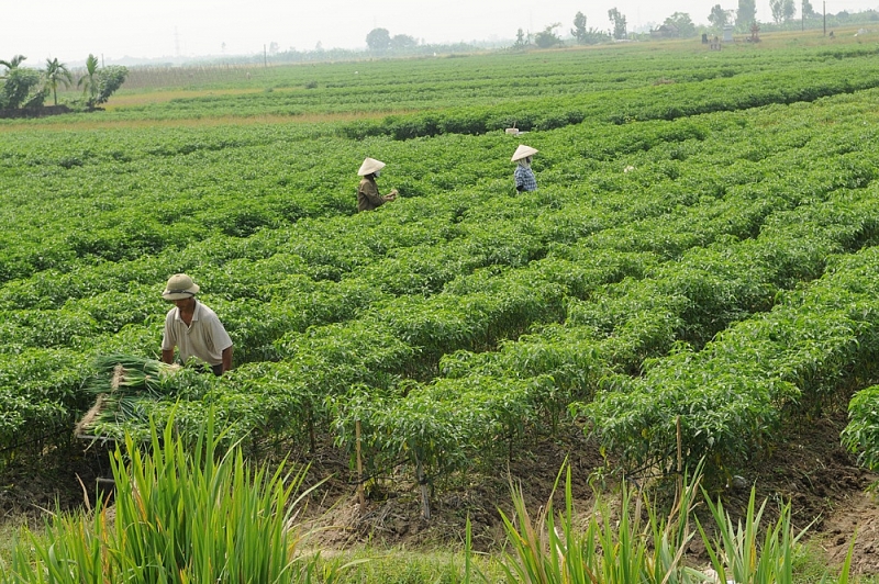 thai binh dat van hoa van hien yeu nuoc cach mang