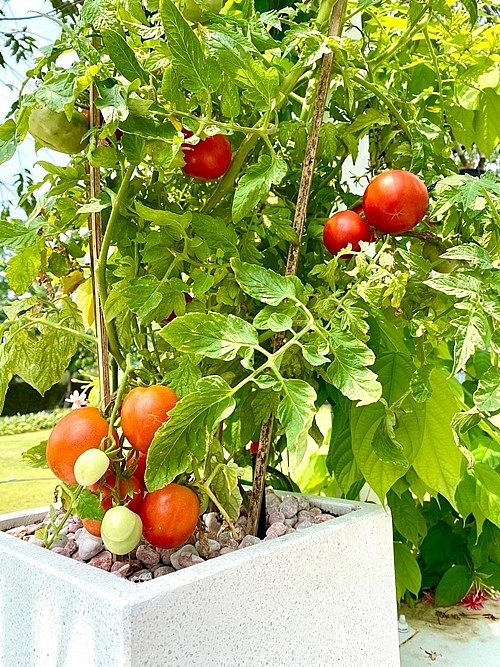 vuon cay trong biet thu 200 m2 cua trinh kim chi