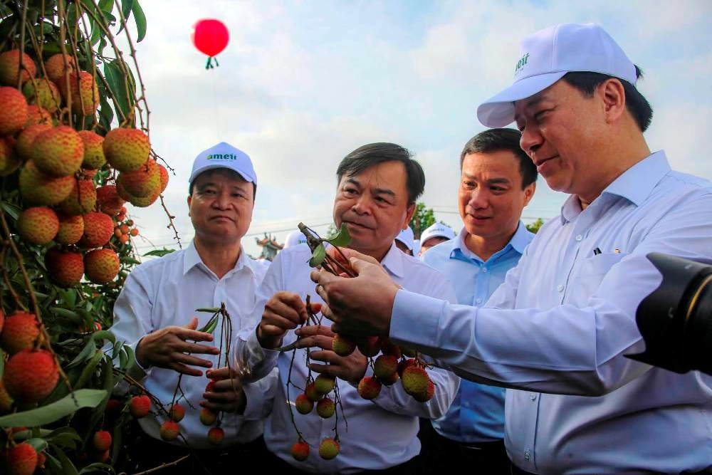 Hải Dương: Nhiều giải ph&aacute;p n&acirc;ng cao gi&aacute; trị quả vải thiều v&agrave; c&aacute;c sản phẩm ti&ecirc;u biểu